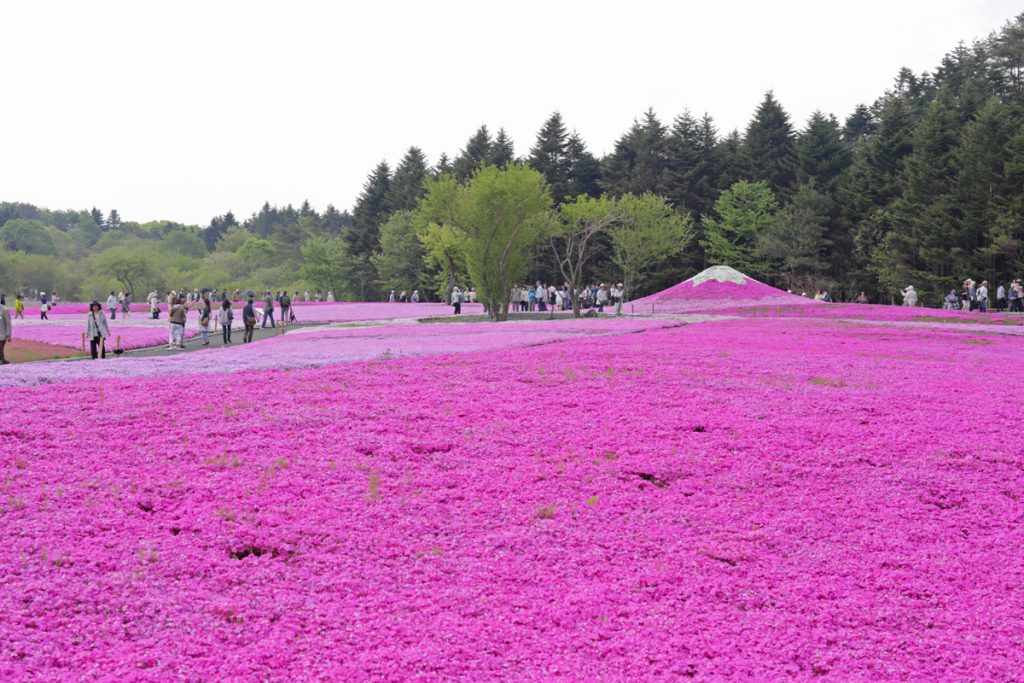 Fuji Shibazakura