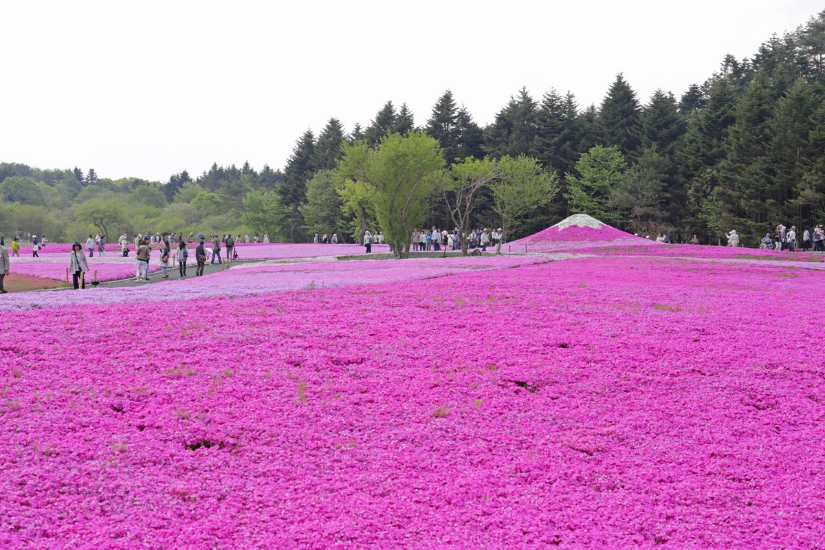 Fuji Shibazakura Matsuri