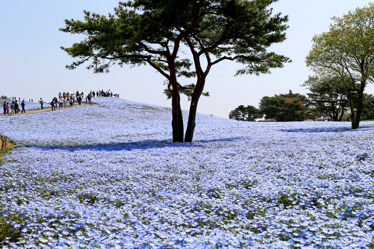 Hitachi Seaside Park in Spring