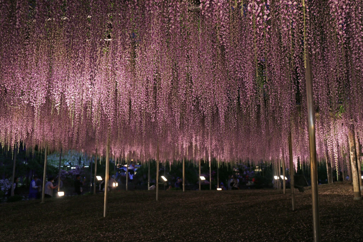 Wisteria in Ashikaga Flower Park