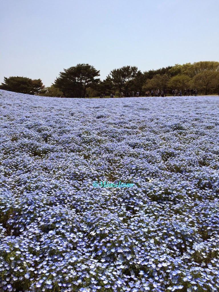 Hitachi Seaside Park in Spring