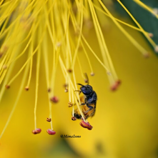 Flowers in Spring