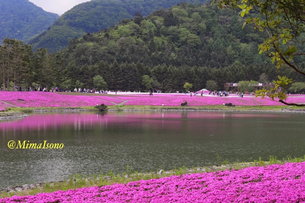 Fuji Shibazakura Matsuri