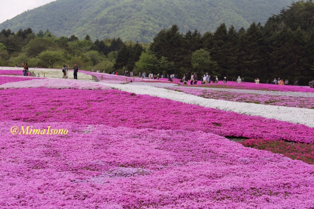 Fuji Shibazakura Matsuri