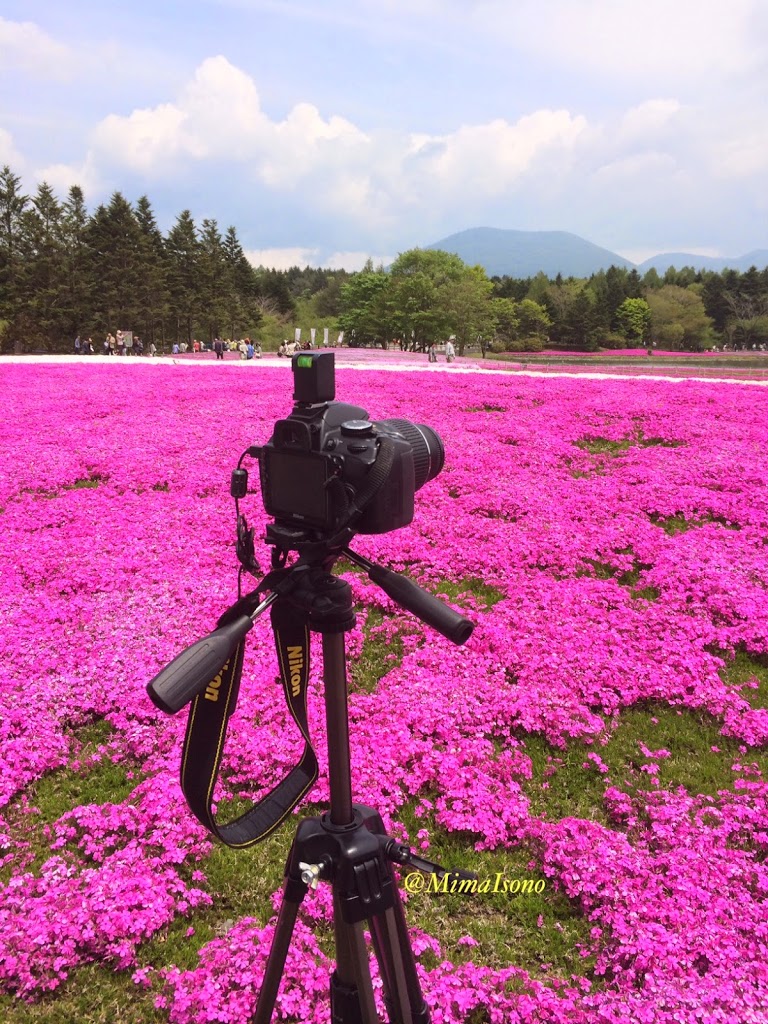 Fuji Shibazakura Matsuri