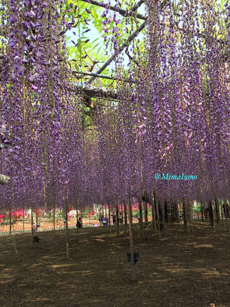 Wisteria in Ashikaga Flower Park