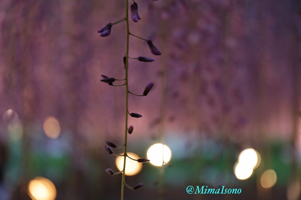 Wisteria in Ashikaga Flower Park