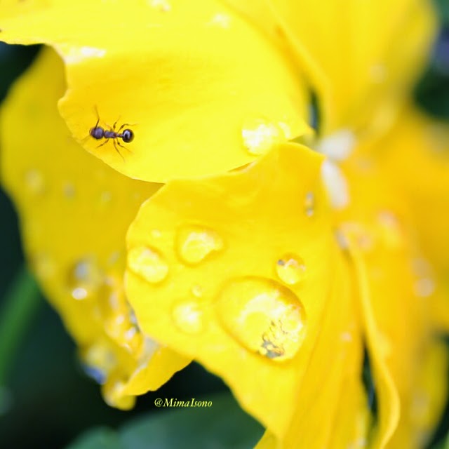 Flowers in Spring