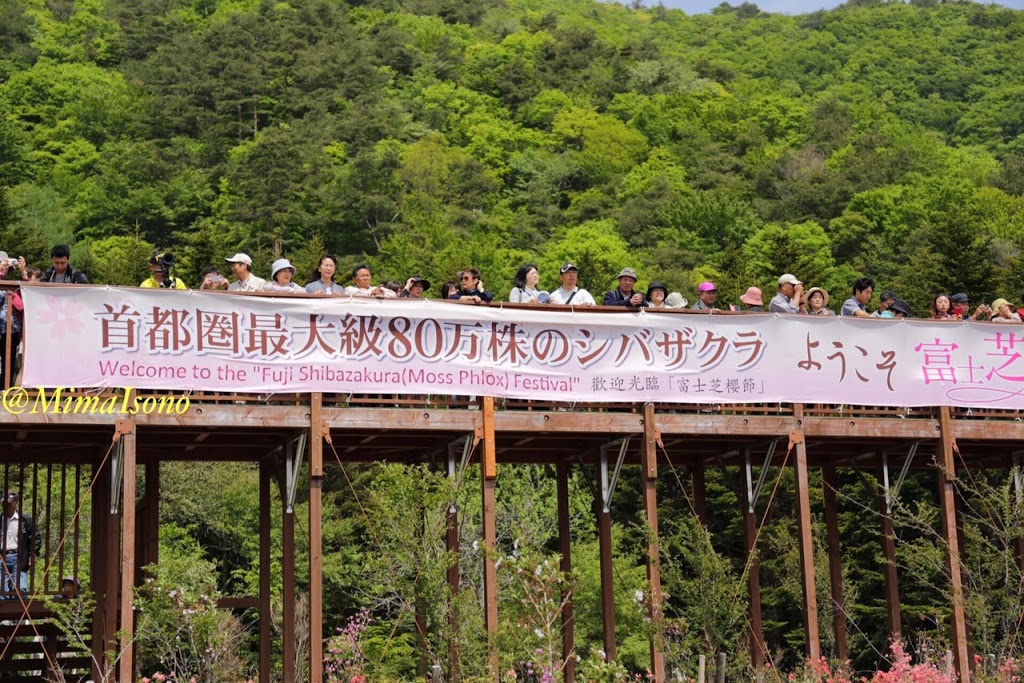 Fuji Shibazakura Matsuri