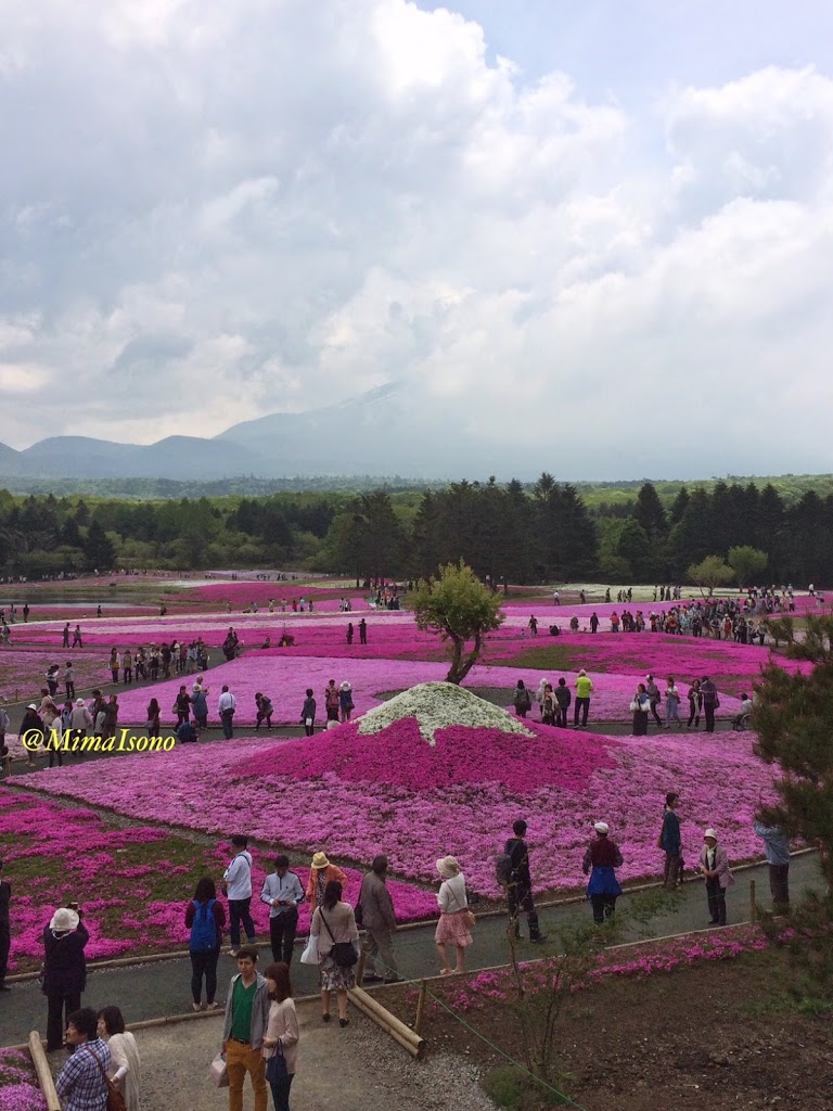 Fuji Shibazakura Matsuri