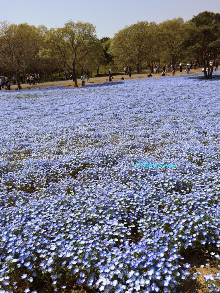 Hitachi Seaside Park in Spring