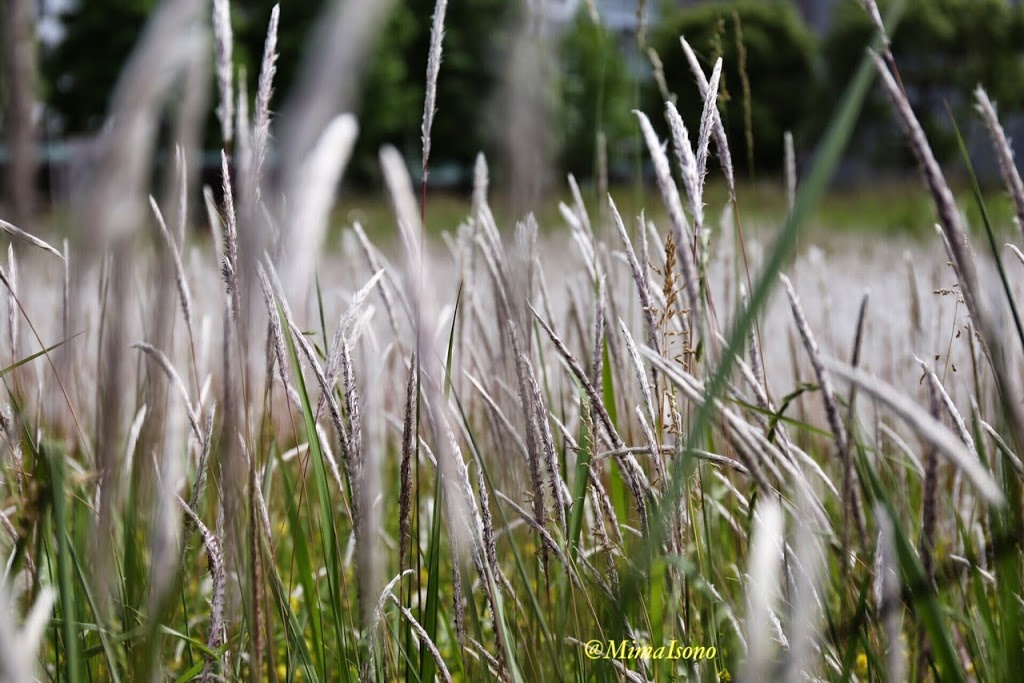 Grass in Spring