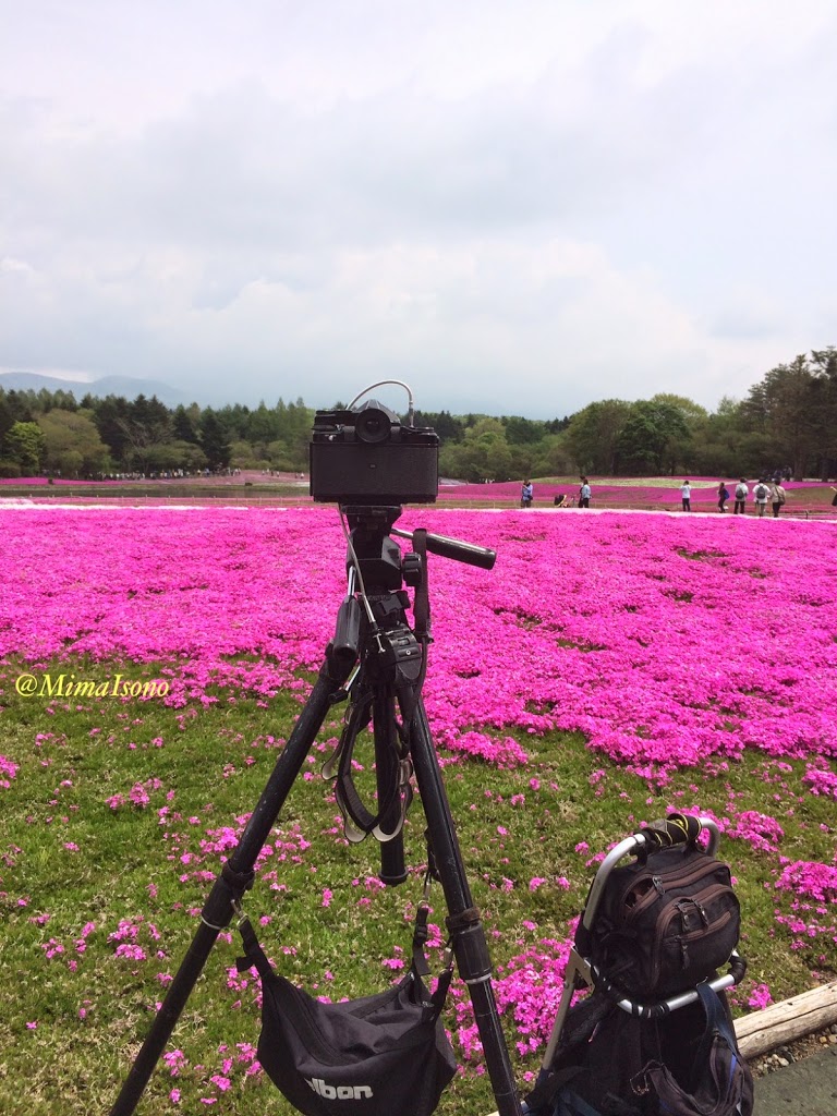 Fuji Shibazakura Matsuri