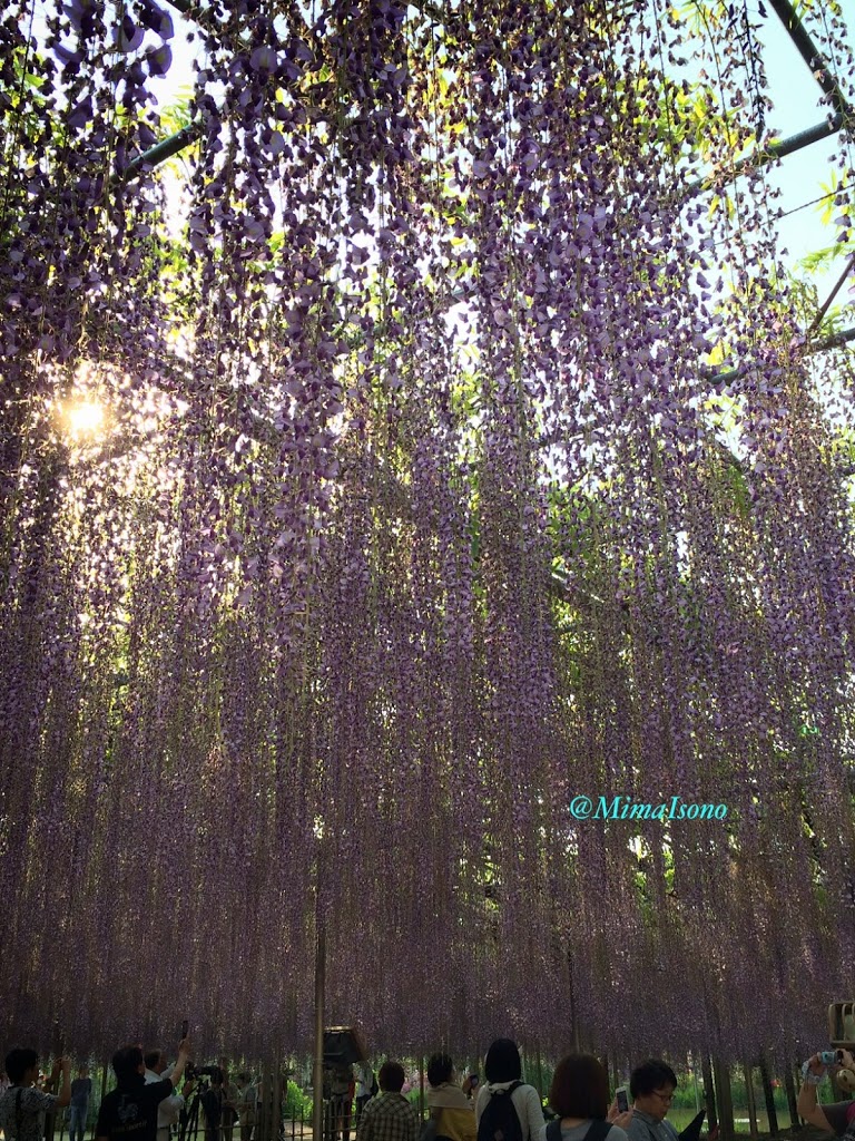 Wisteria in Ashikaga Flower Park