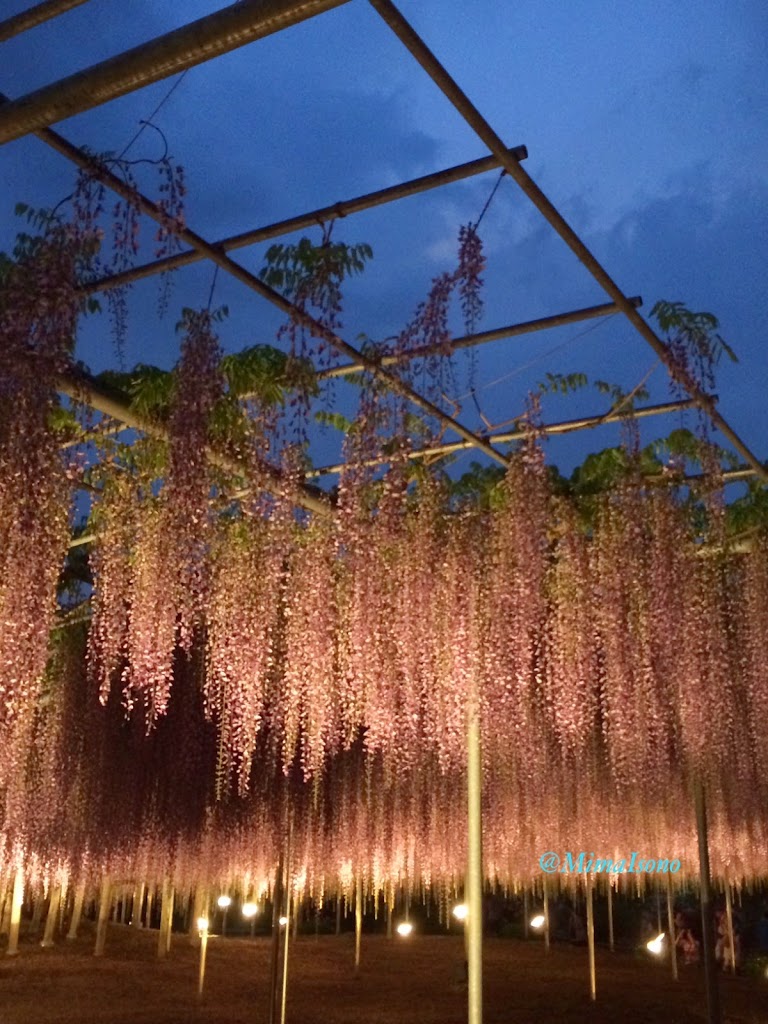 Wisteria in Ashikaga Flower Park