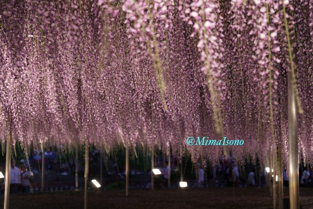 Wisteria in Ashikaga Flower Park