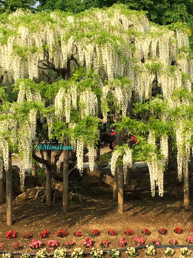 Wisteria in Ashikaga Flower Park