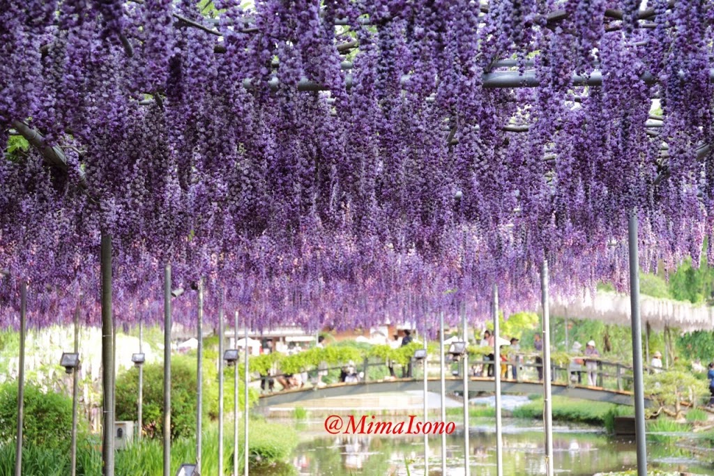 Wisteria in Ashikaga Flower Park