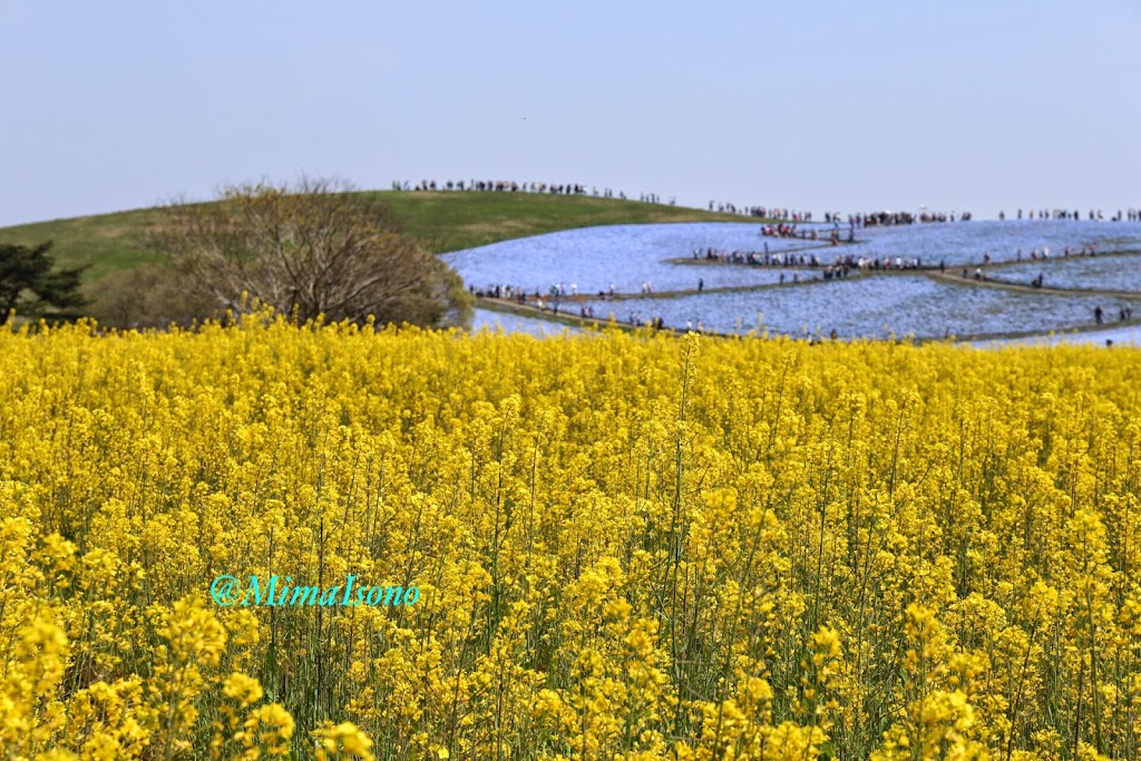 Hitachi Seaside Park in Spring