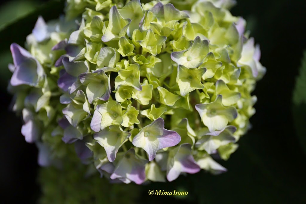 Flowers in Spring