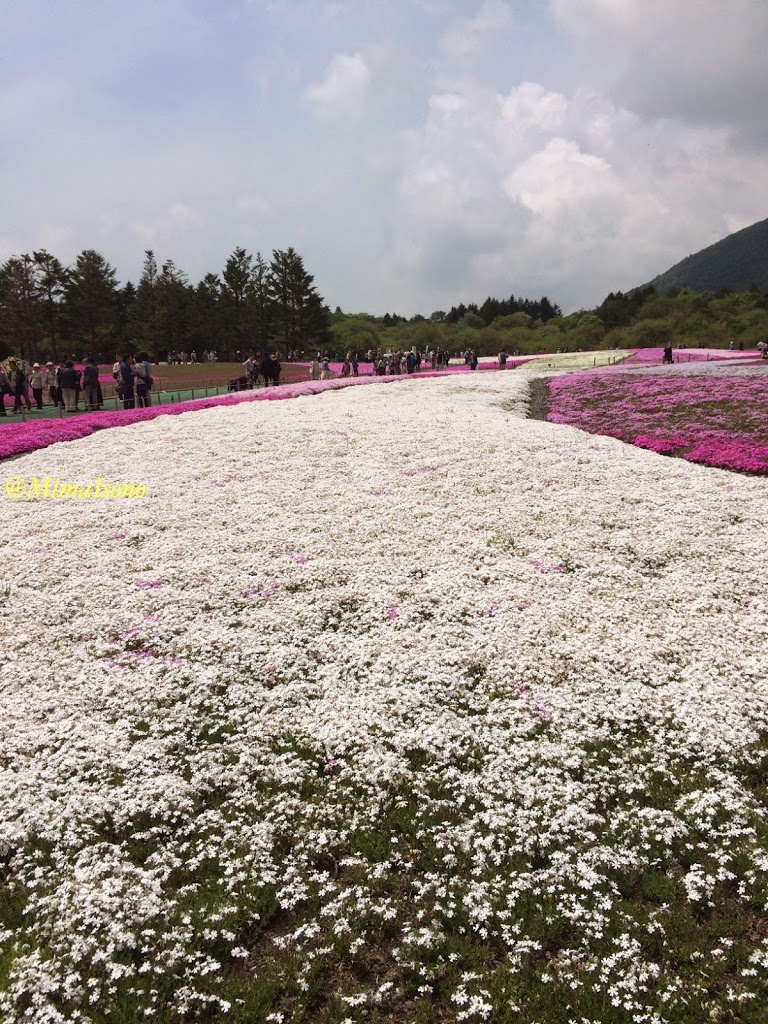 Fuji Shibazakura Matsuri