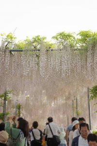 Wisteria in Ashikaga Flower Park