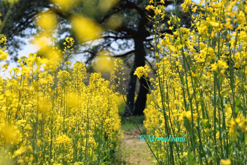 Hitachi Seaside Park in Spring