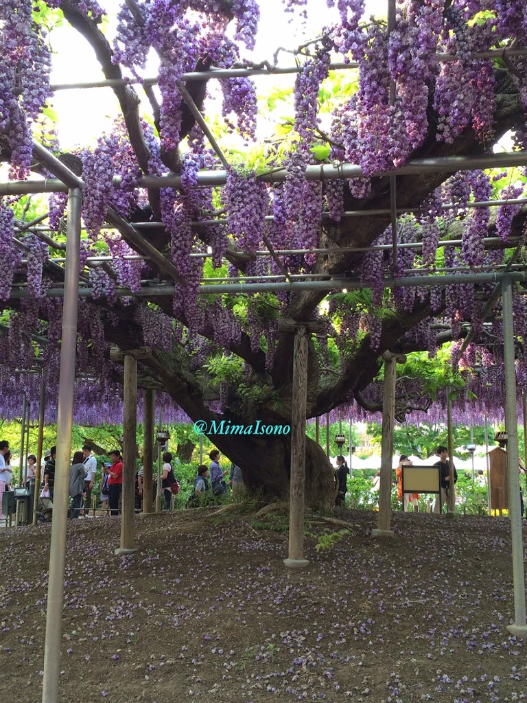 Wisteria in Ashikaga Flower Park