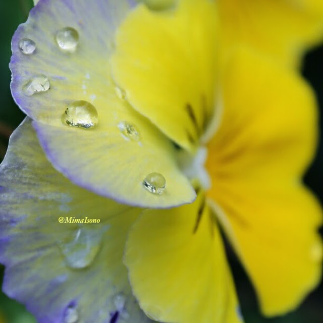 Flowers in Spring