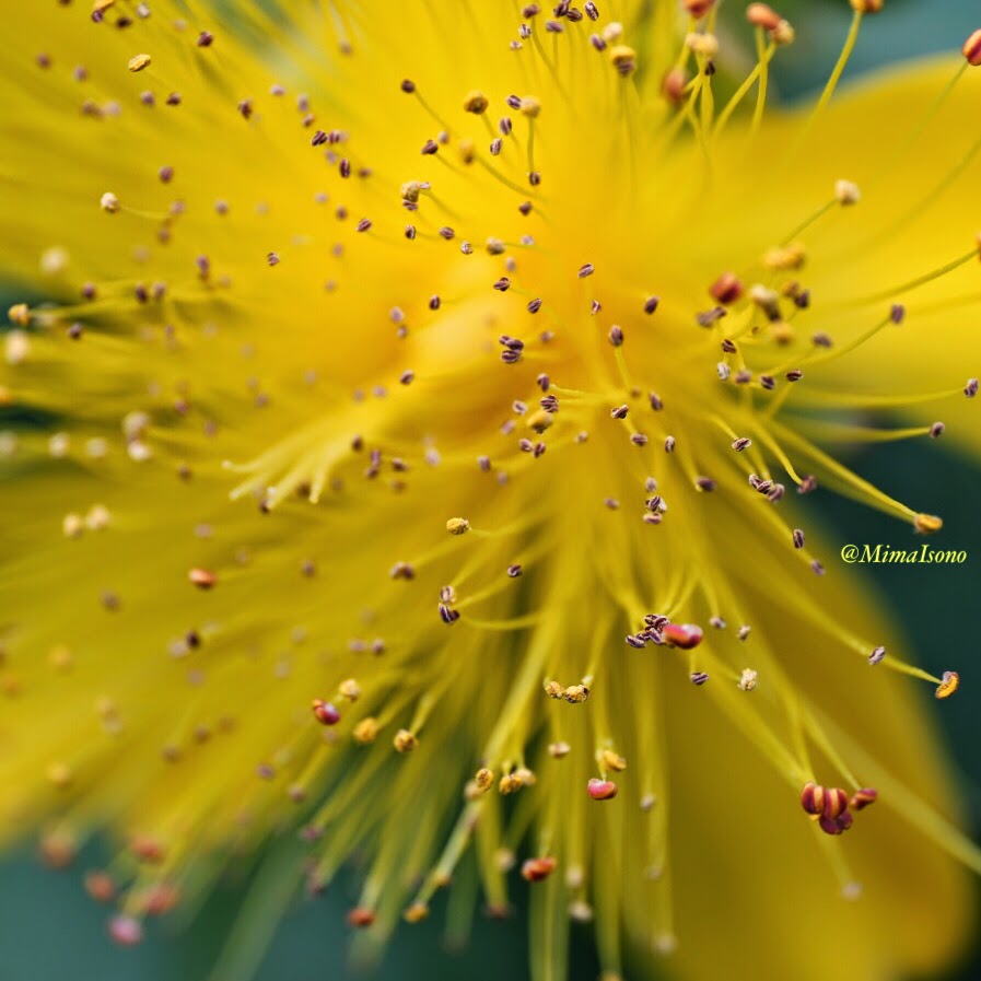 Flowers in Spring