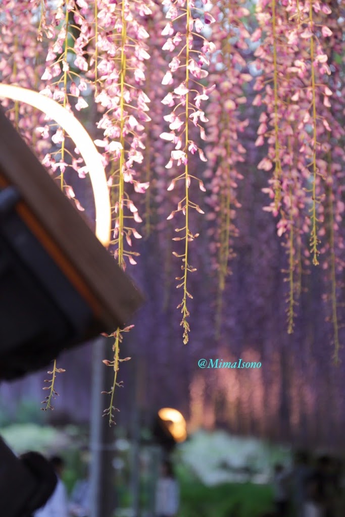 Wisteria in Ashikaga Flower Park