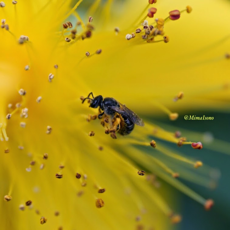 Flowers in Spring