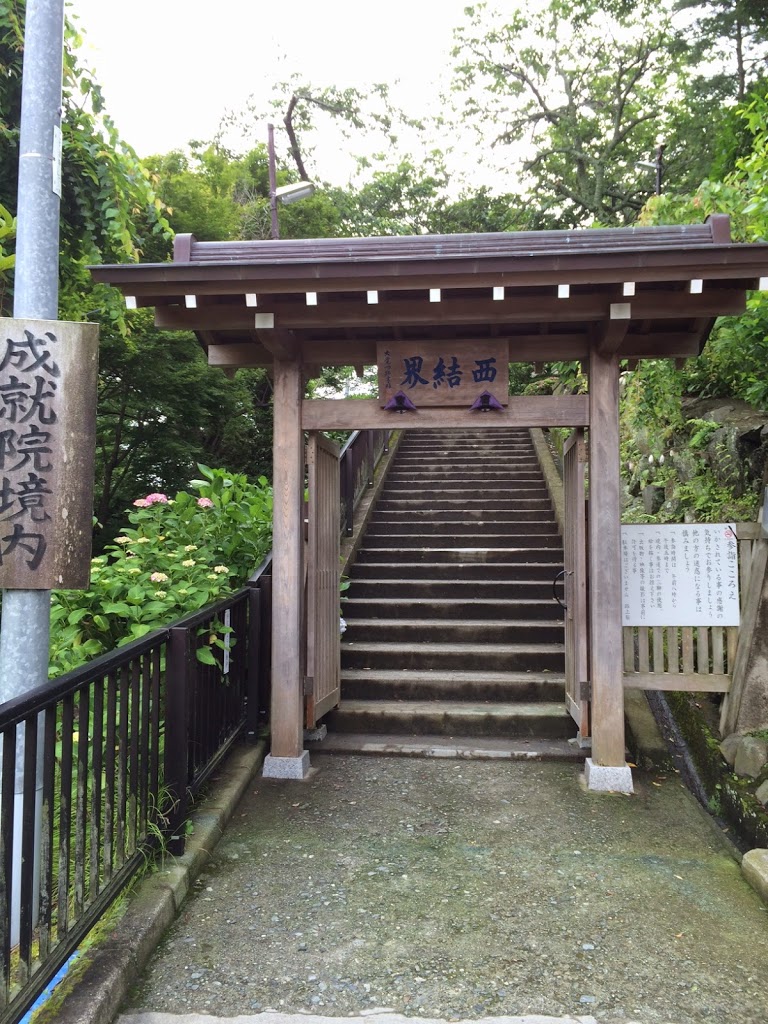 Hydrangea Kamakura