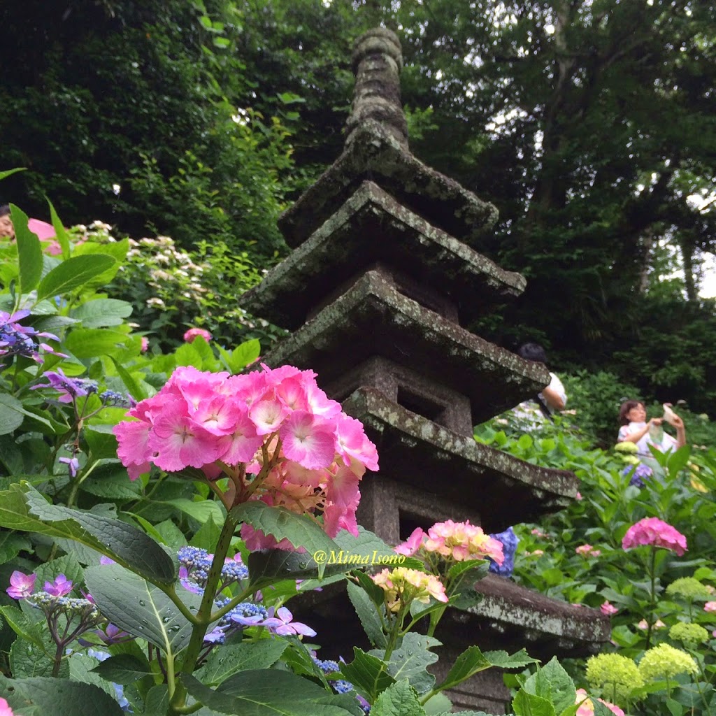 Hydrangea Kamakura