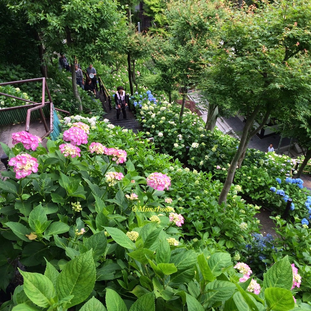 Hydrangea Kamakura