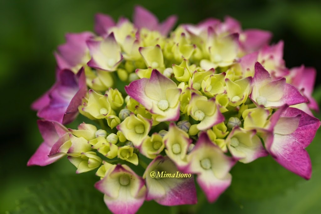 Hydrangea Kamakura