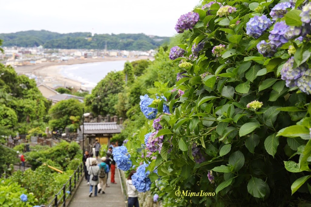 Hydrangea Kamakura