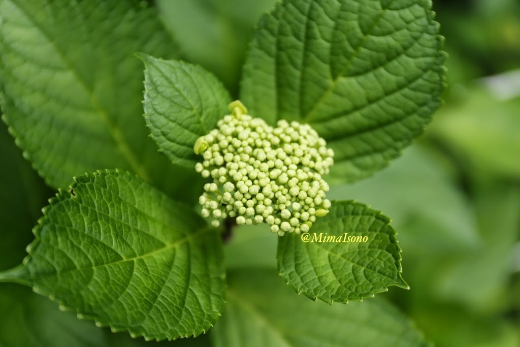 Hydrangea Kamakura