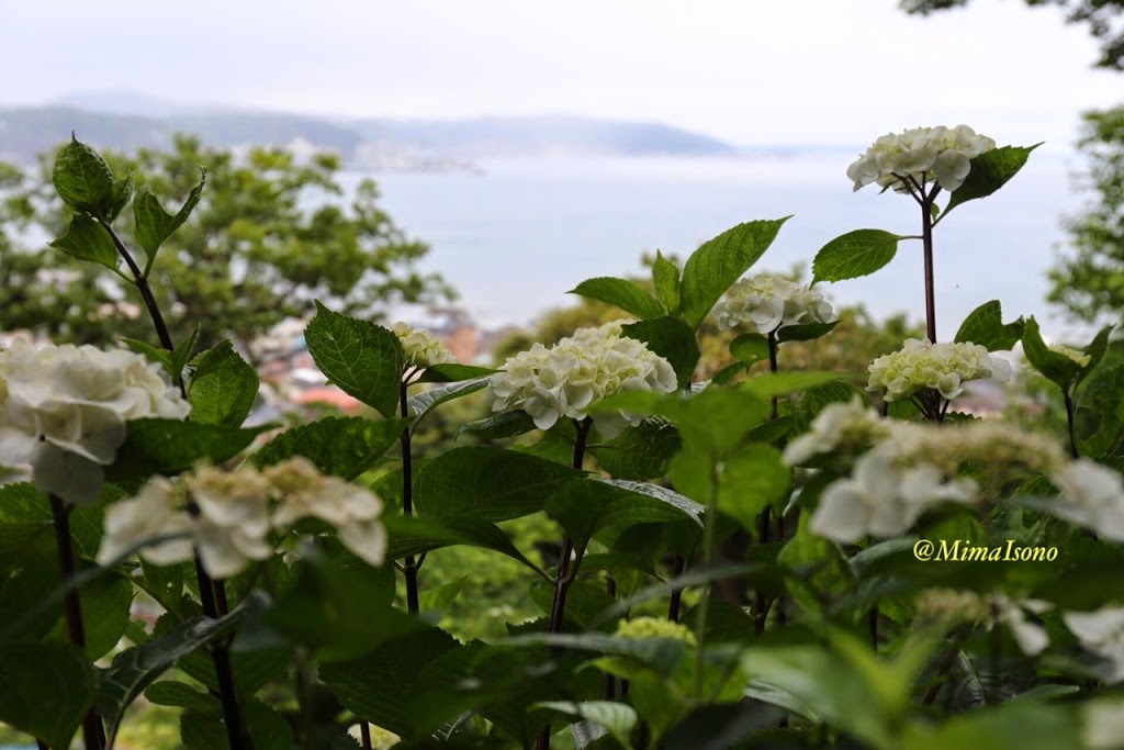 Hydrangea Kamakura