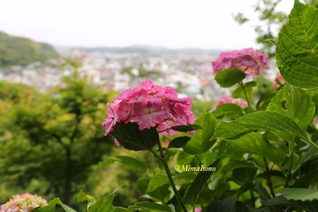 Hydrangea Kamakura