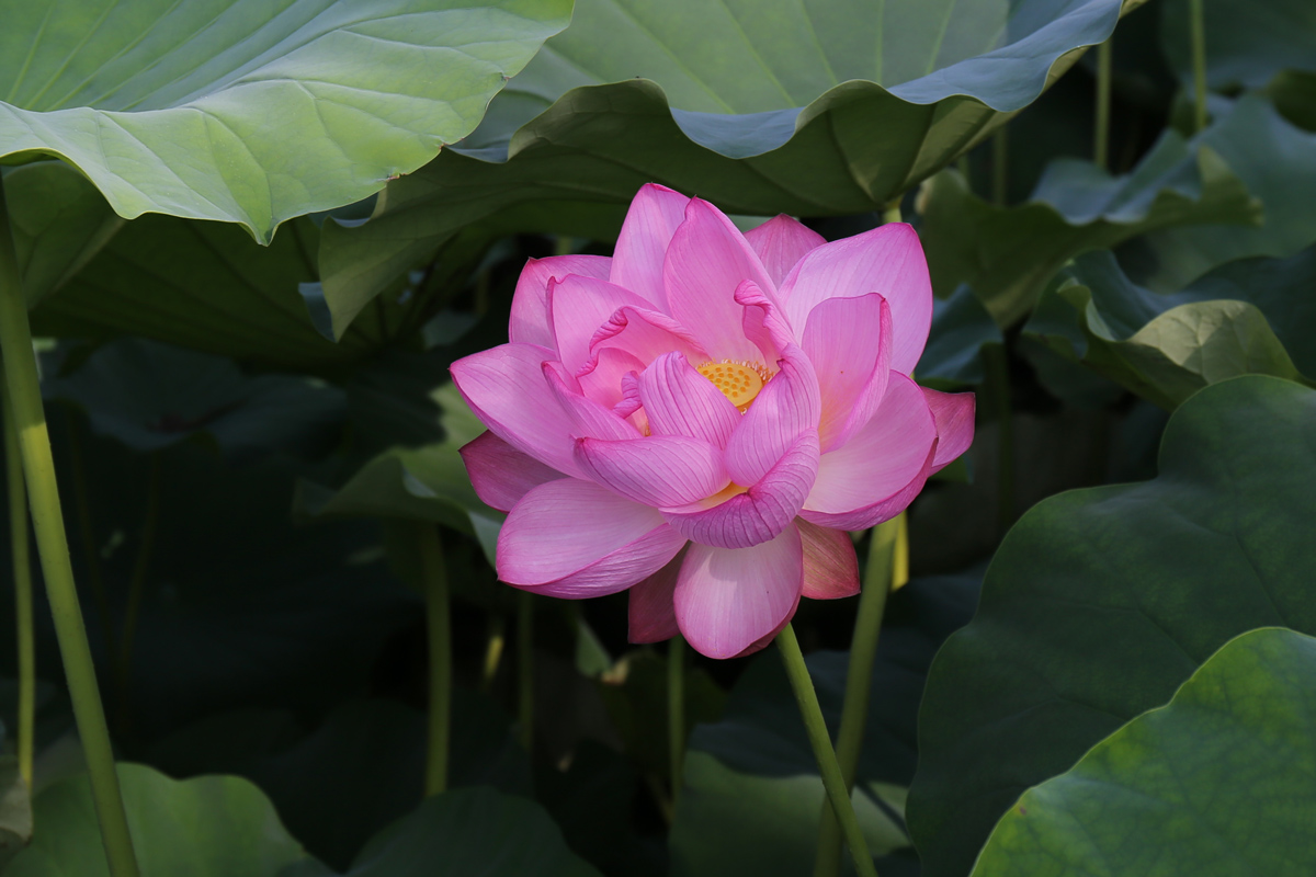 lotus-at-ueno-park