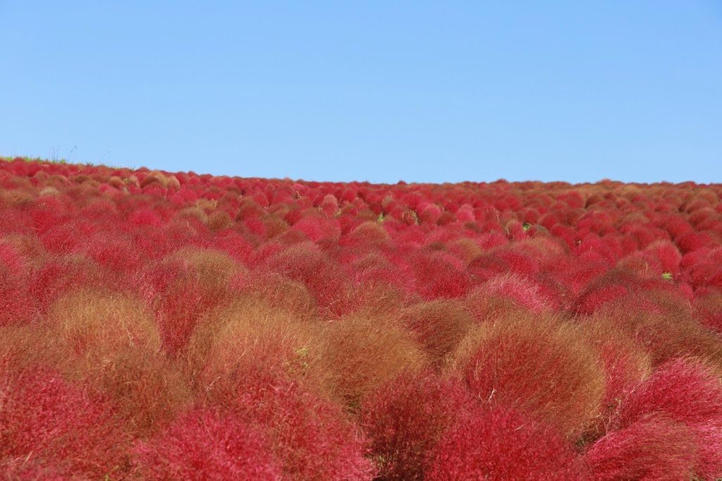 Red Kochia Field Ibaraki