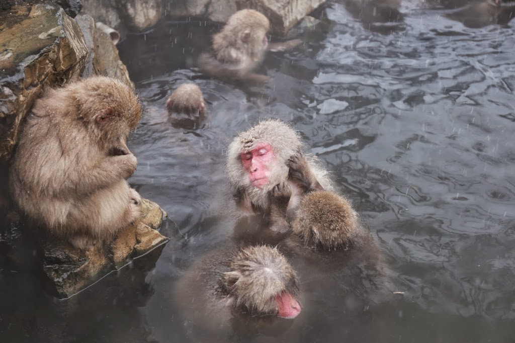 Bathing Snow Monkeys Japan