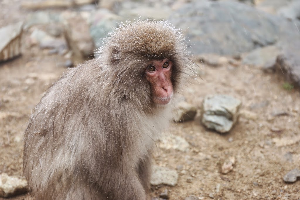 Snow Monkey Jigokudani