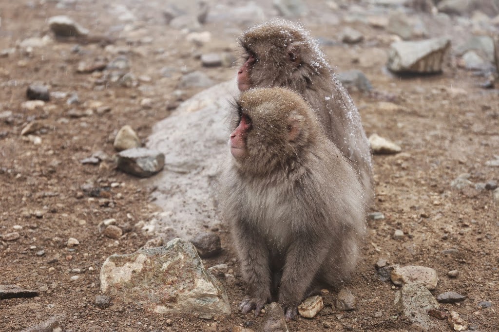 Snow Monkeys Nagano