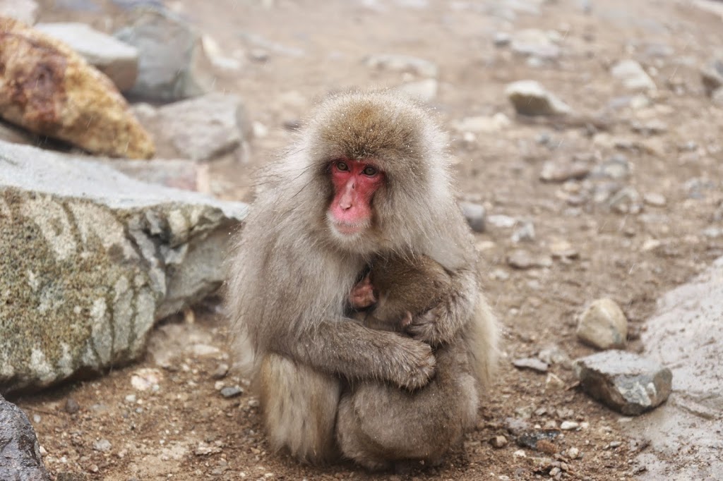 Snow Monkeys in Winter