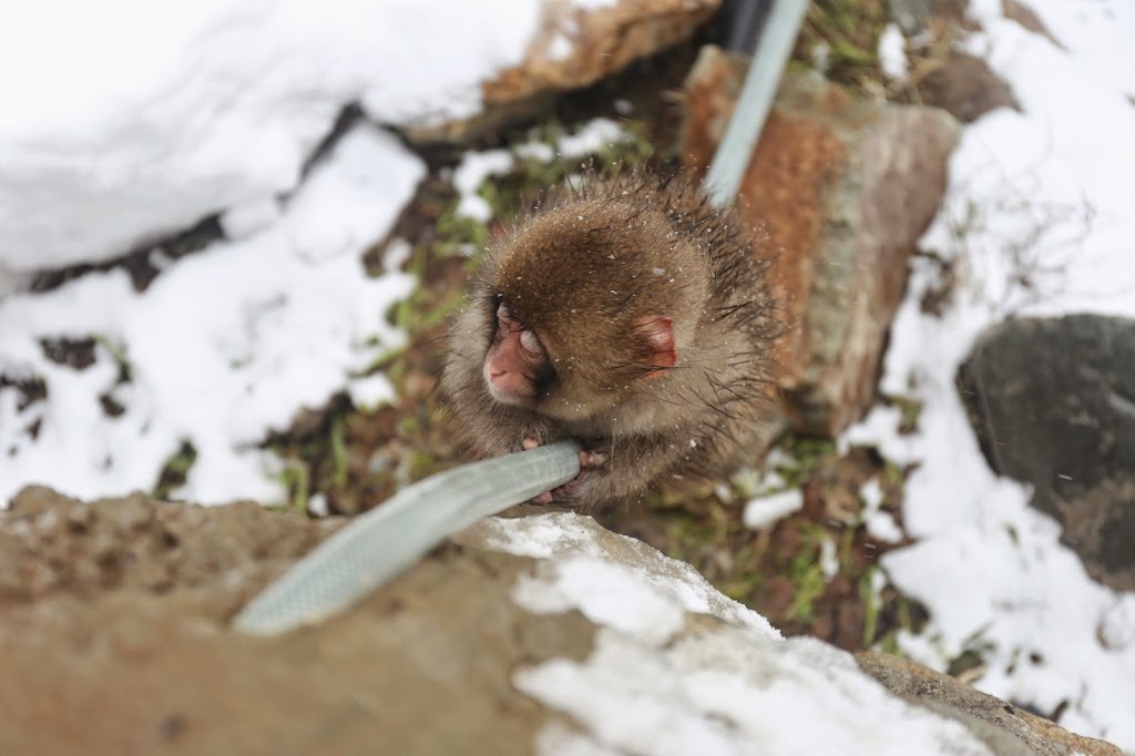 Baby Snow Monkey