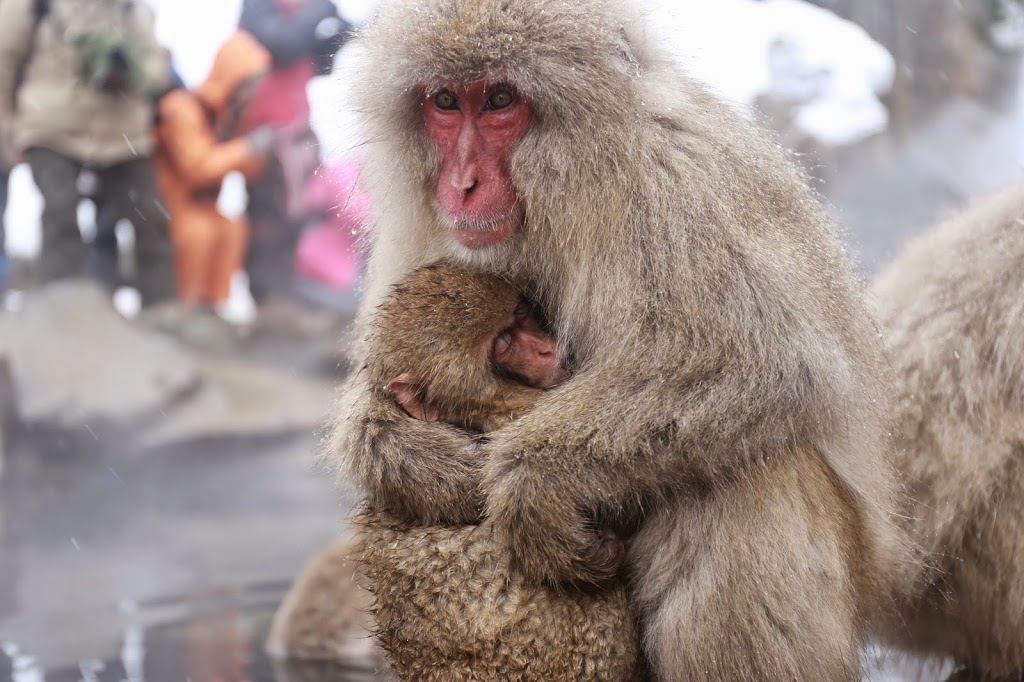 Snow Monkeys at Hot Spring