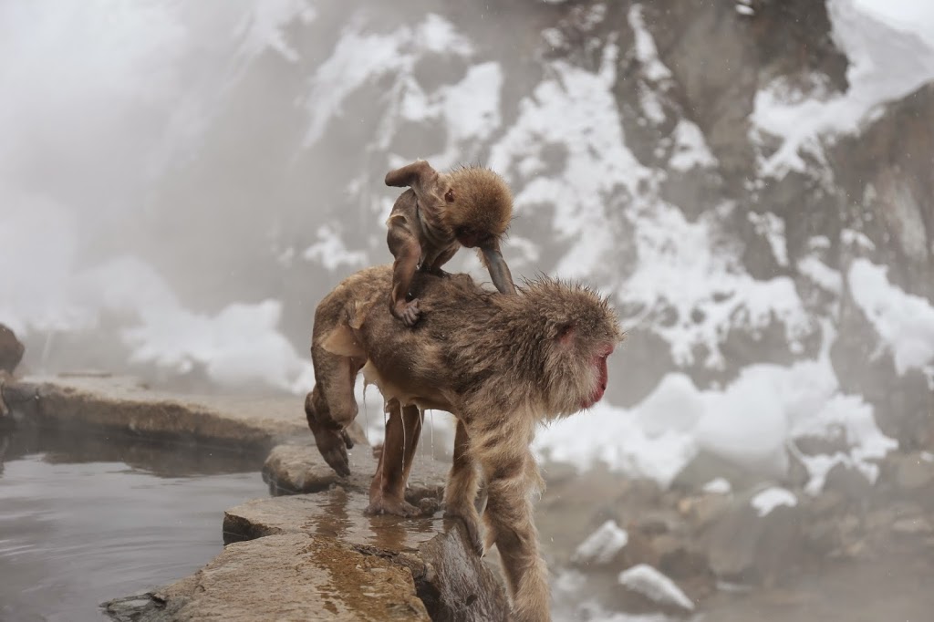 Snow Monkeys at Hot Spring