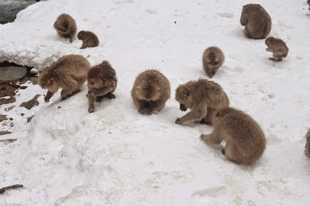 Snow Monkeys at Hot Spring